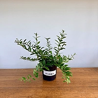 Aeschynanthus sp. (Lipstick Plant) - 4" Pot