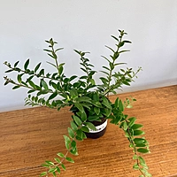 Aeschynanthus sp. (Lipstick Plant) - 4" Pot