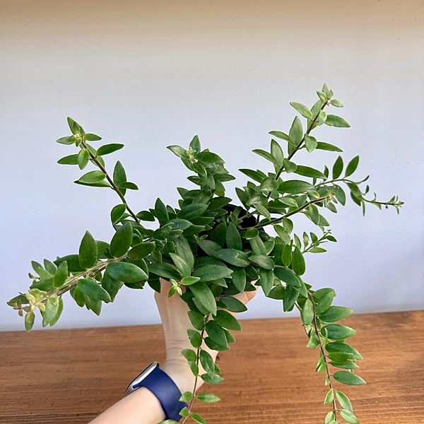Aeschynanthus sp. (Lipstick Plant) - 4" Pot
