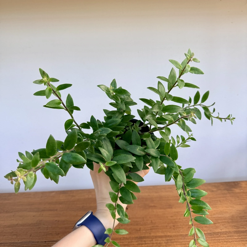 Aeschynanthus sp. (Lipstick Plant) - 4" Pot