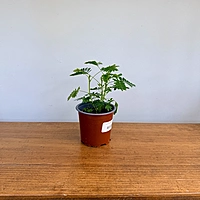 Sensitive Plant (Mimosa pudica) - 4" Pot