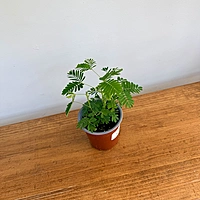 Sensitive Plant (Mimosa pudica) - 4" Pot