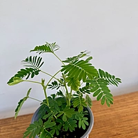 Sensitive Plant (Mimosa pudica) - 4" Pot