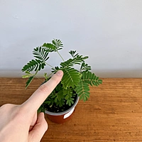 Sensitive Plant (Mimosa pudica) - 4" Pot