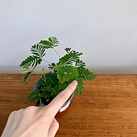 Sensitive Plant (Mimosa pudica) - 4" Pot