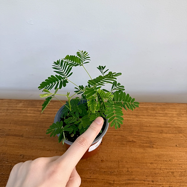 Sensitive Plant (Mimosa pudica) - 4" Pot