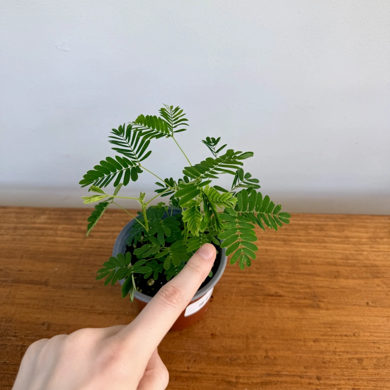 Sensitive Plant (Mimosa pudica) - 4" Pot