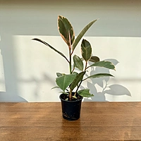 Ficus elastica 'Tineke' (Tineke Rubber Plant) - 4" Pot