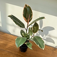 Ficus elastica 'Tineke' (Tineke Rubber Plant) - 4" Pot