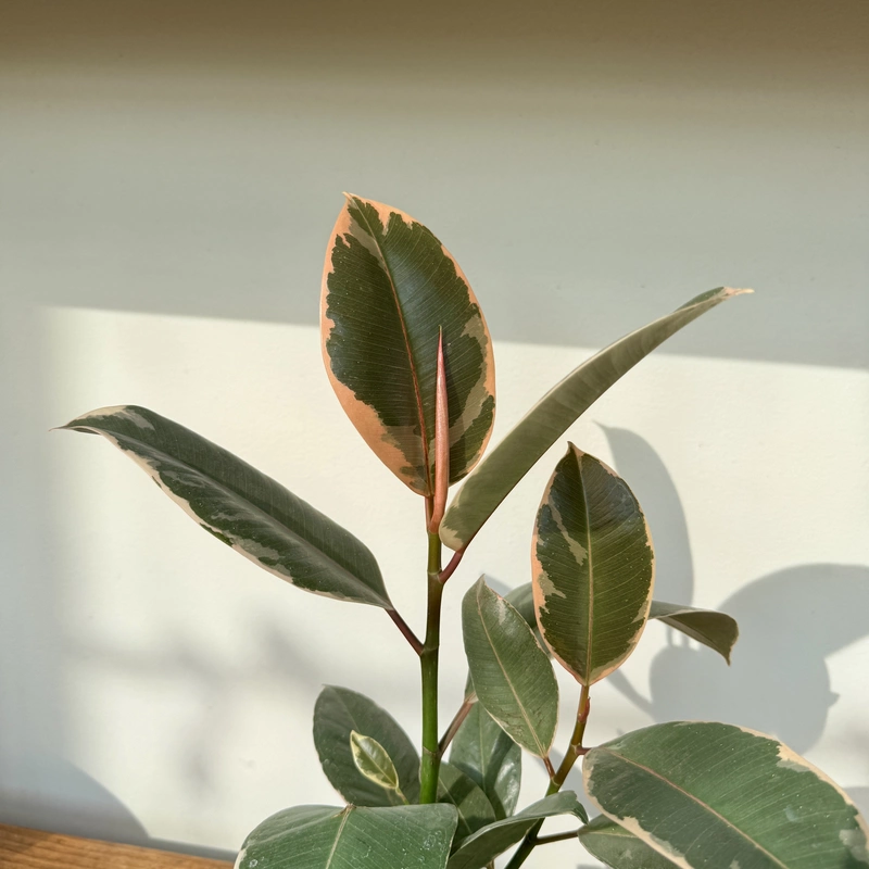 Ficus elastica 'Tineke' (Tineke Rubber Plant) - 4" Pot