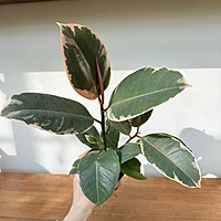 Ficus elastica 'Tineke' (Tineke Rubber Plant) - 4" Pot
