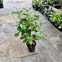 Dipladenia 'Raspberry Kiss' (Rocktrumpet 'Raspberry Kiss') - 6" Pot Bush