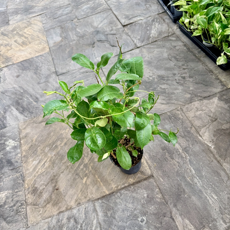 Dipladenia 'Raspberry Kiss' (Rocktrumpet 'Raspberry Kiss') - 6" Pot Bush