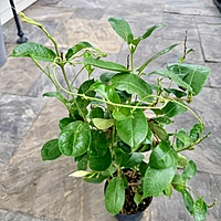 Dipladenia 'Raspberry Kiss' (Rocktrumpet 'Raspberry Kiss') - 6" Pot Bush