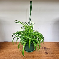 Chlorophytum comosum (Spider Plant) - 6" HB