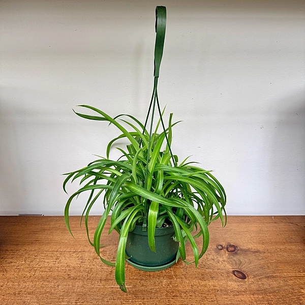 Chlorophytum comosum (Spider Plant) - 6" HB