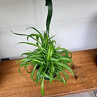 Chlorophytum comosum (Spider Plant) - 6" HB