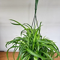 Chlorophytum comosum (Spider Plant) - 6" HB