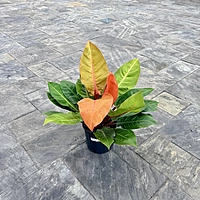 Philodendron erubescens 'Prince of Orange' (Philodendron 'Prince of Orange') - 10" Pot