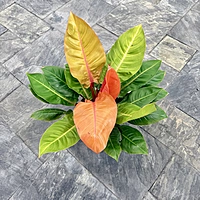 Philodendron erubescens 'Prince of Orange' (Philodendron 'Prince of Orange') - 10" Pot