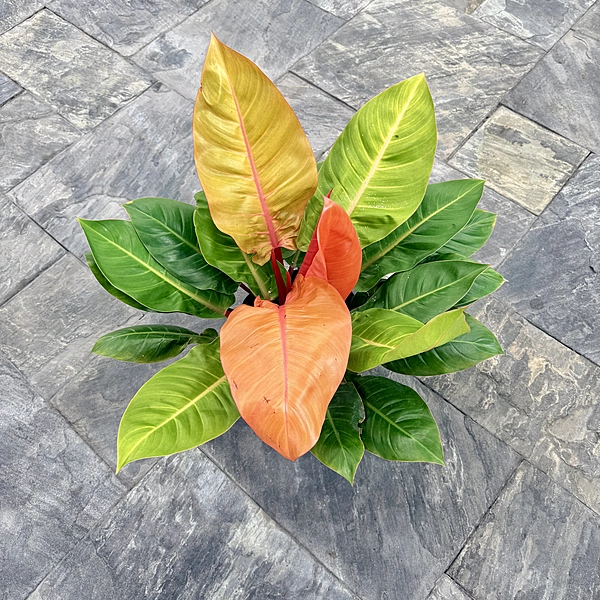 Philodendron erubescens 'Prince of Orange' (Philodendron 'Prince of Orange') - 10" Pot