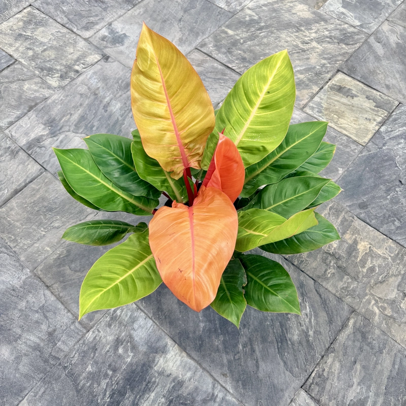 Philodendron erubescens 'Prince of Orange' (Philodendron 'Prince of Orange') - 10" Pot