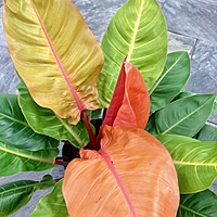 Philodendron erubescens 'Prince of Orange' (Philodendron 'Prince of Orange') - 10" Pot