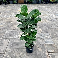 Ficus lyrata 'Suncoast' (Suncoast Fiddle Leaf Fig) - 10" Pot Bush