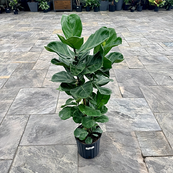 Ficus lyrata 'Suncoast' (Suncoast Fiddle Leaf Fig) - 10" Pot Bush