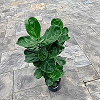 Ficus lyrata 'Suncoast' (Suncoast Fiddle Leaf Fig) - 10" Pot Bush