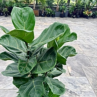 Ficus lyrata 'Suncoast' (Suncoast Fiddle Leaf Fig) - 10" Pot Bush
