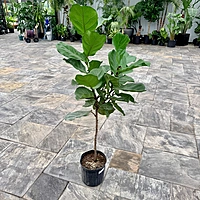 Ficus lyrata (Fiddle Leaf Fig) - 10" Pot Std