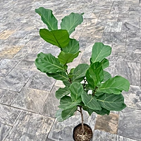 Ficus lyrata (Fiddle Leaf Fig) - 10" Pot Std