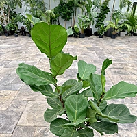 Ficus lyrata (Fiddle Leaf Fig) - 10" Pot Std