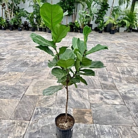 Ficus lyrata (Fiddle Leaf Fig) - 10" Pot Std
