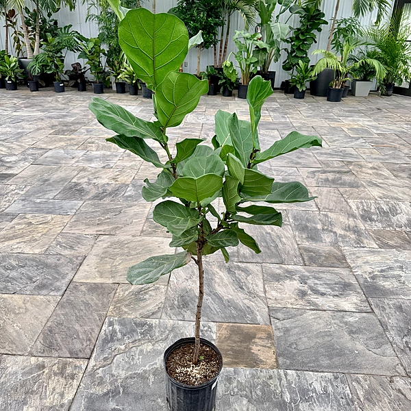 Ficus lyrata (Fiddle Leaf Fig) - 10" Pot Std