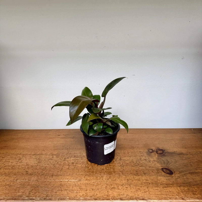 Philodendron erubescens ‘Black Cardinal’ (Black Cardinal Philodendron) - 4" Pot