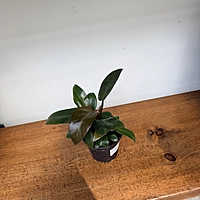 Philodendron erubescens ‘Black Cardinal’ (Black Cardinal Philodendron) - 4" Pot