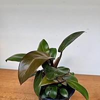 Philodendron erubescens ‘Black Cardinal’ (Black Cardinal Philodendron) - 4" Pot