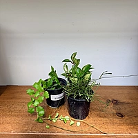 Hoya sp. - Assorted (Hoya - Assorted) - 4" Pot