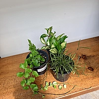 Hoya sp. - Assorted (Hoya - Assorted) - 4" Pot