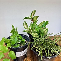 Hoya sp. - Assorted (Hoya - Assorted) - 4" Pot