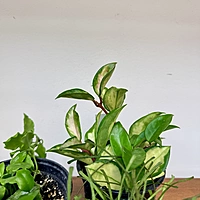 Hoya sp. - Assorted (Hoya - Assorted) - 4" Pot