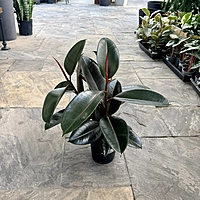 Ficus elastica 'Burgundy' (Rubber Fig 'Burgundy') - 6" Pot
