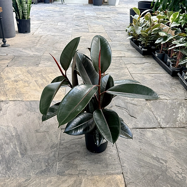 Ficus elastica 'Burgundy' (Rubber Fig 'Burgundy') - 6" Pot