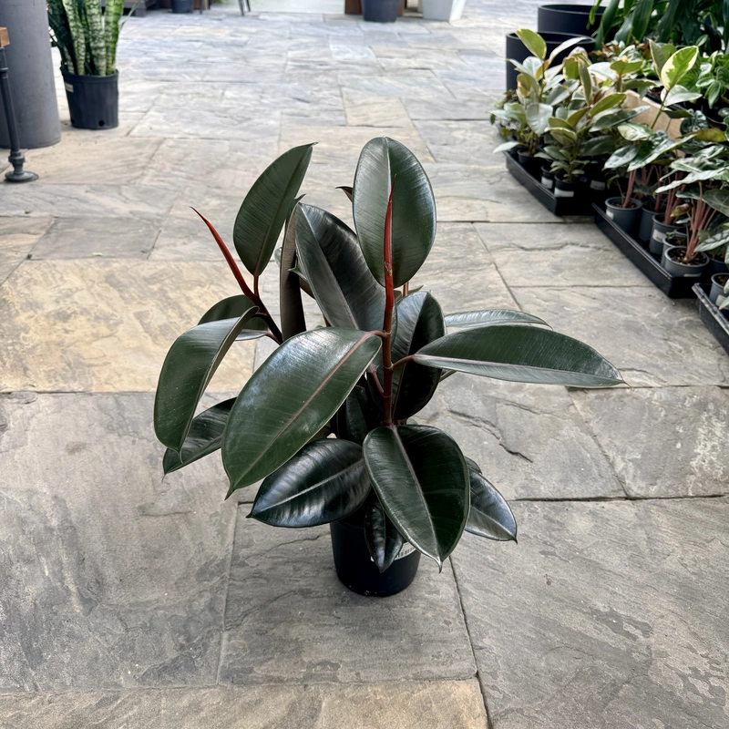 Ficus elastica 'Burgundy' (Rubber Fig 'Burgundy') - 6" Pot