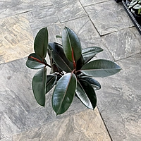 Ficus elastica 'Burgundy' (Rubber Fig 'Burgundy') - 6" Pot