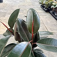 Ficus elastica 'Burgundy' (Rubber Fig 'Burgundy') - 6" Pot