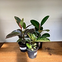 Ficus elastica sp. - Assorted (Rubber Plant - Assorted) - 4" Pot