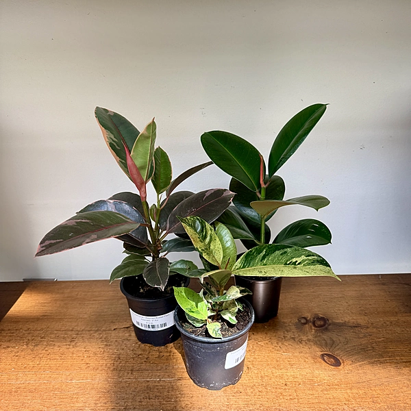 Ficus elastica sp. - Assorted (Rubber Plant - Assorted) - 4" Pot